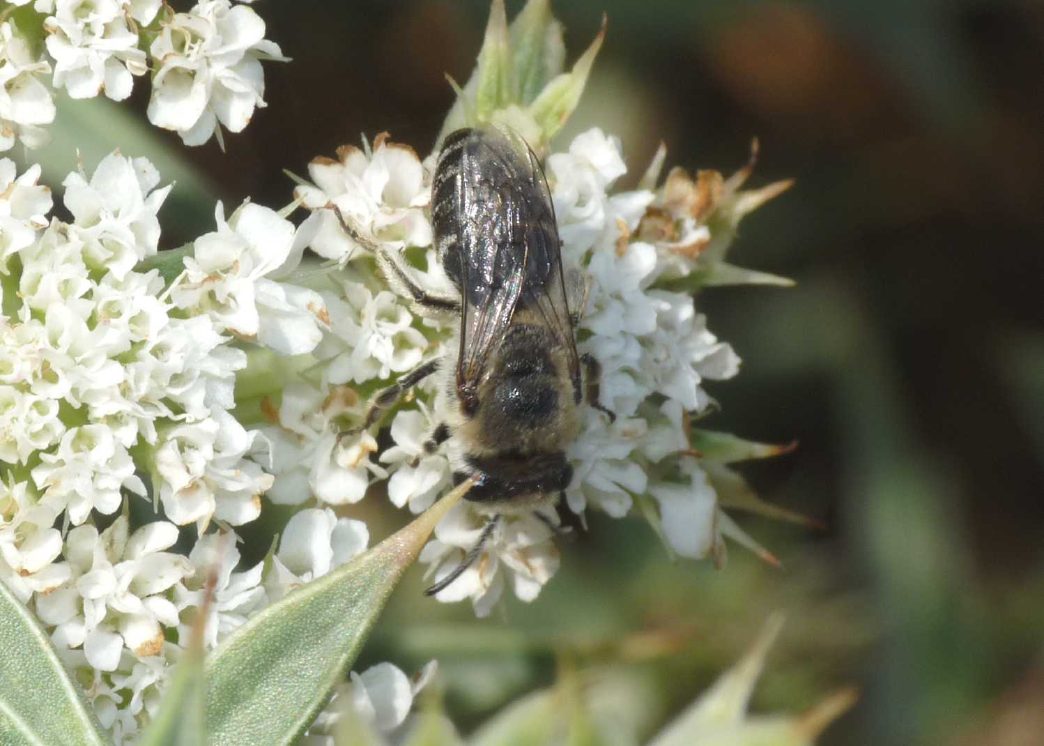 Apidae Colletinae